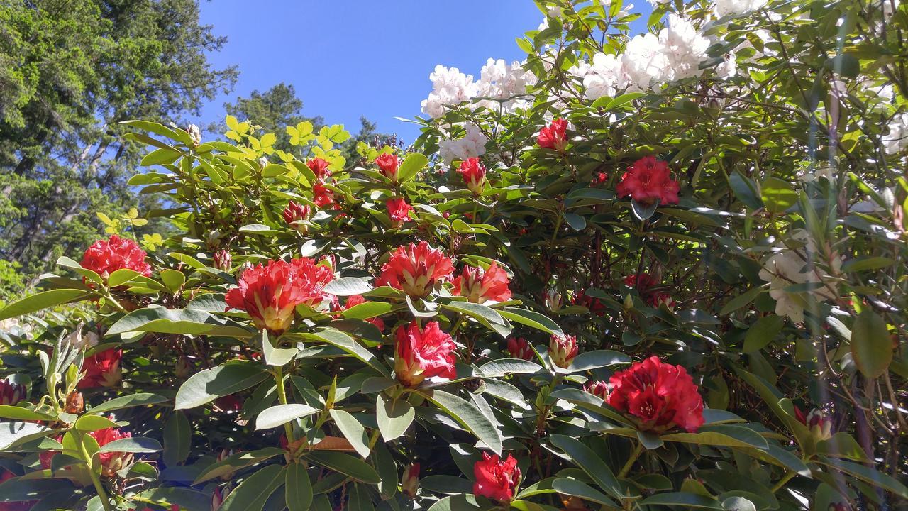סישלט Sunshine Coast Treetop B&B מראה חיצוני תמונה